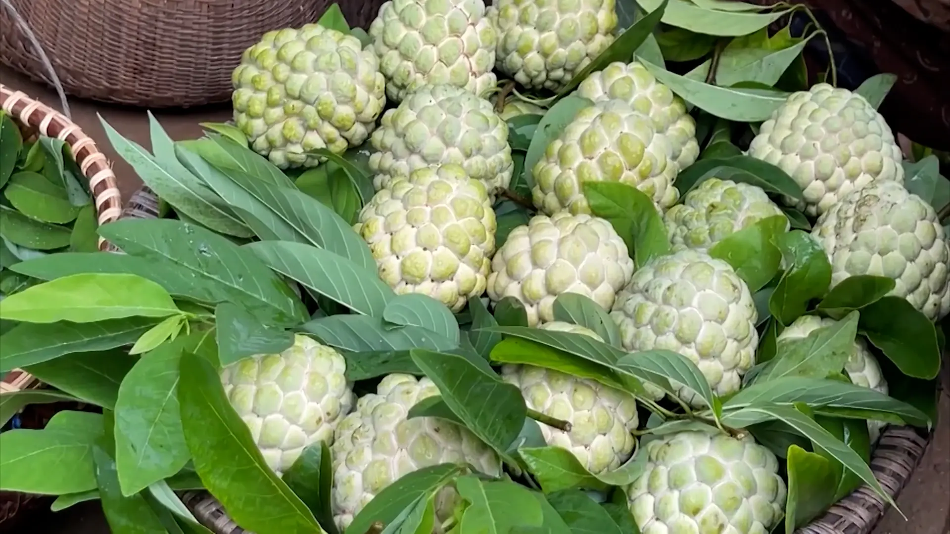 Mùa Na xứ Lạng | Trăm miền hội tụ | 22/08/2025